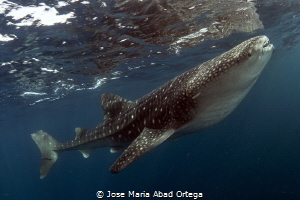 Whale shark in Sardines Panagsama by Jose Maria Abad Ortega 
